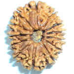 Thirteen Face Rudraksha of Nepal - Lab Certified