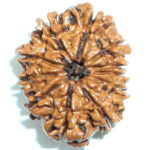 Collector Eleven Face Rudraksha of Nepal - Lab Certified