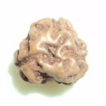 Collector 3 Mukhi Rudraksha