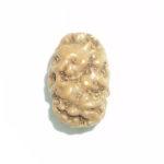 Two Face Rudraksha of Java