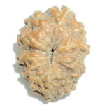 Twelve Face Rudraksha of Java - Lab Certified