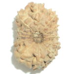 Twelve Face Rudraksha of Java - Lab Certified