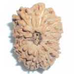 Collector 11 Mukhi Rudraksha