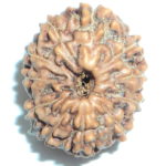 Collector 11 Mukhi Rudraksha