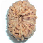 Collector 11 Mukhi Rudraksha