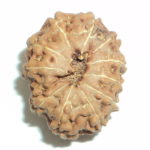 Collector 11 Mukhi Rudraksha