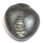 Gadadhara Shaligram