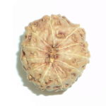 10 Mukhi Rudraksha