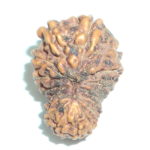 16 Mukhi Rudraksha