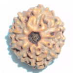 9 Mukhi Rudraksha