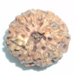 9 Mukhi Rudraksha