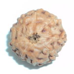 9 Mukhi Rudraksha