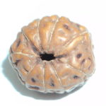 9 Mukhi Rudraksha
