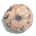 9 Mukhi Rudraksha