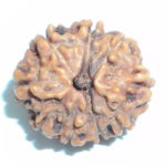 9 Mukhi Rudraksha
