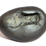 Sukshmadvara Vamana Shaligram