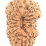 16 Mukhi Rudraksha - Java