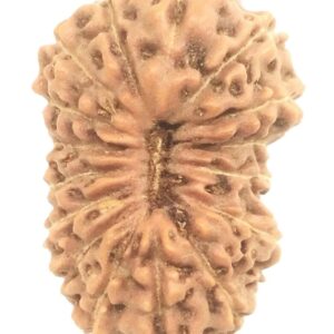 16 Mukhi Rudraksha - Java