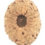 16 Mukhi Rudraksha - Java