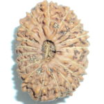 Collector 18 Mukhi Rudraksha