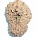 Collector 18 Mukhi Rudraksha