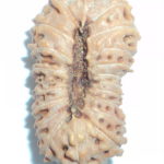 Collector 20 Mukhi Rudraksha