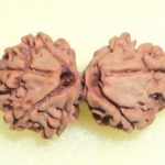 Gauri Shankar Rudraksha - 8 Mukhi