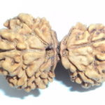 Gauri Shankar Rudraksha - 8 Mukhi