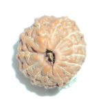 13 Mukhi Rudraksha