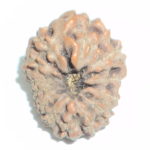 13 Mukhi Rudraksha
