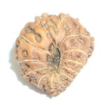 13 Mukhi Rudraksha