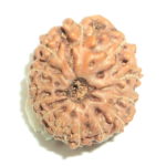 13 Mukhi Rudraksha