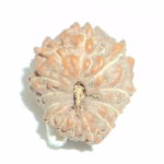 13 Mukhi Rudraksha
