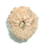 13 Mukhi Rudraksha
