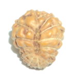 13 Mukhi Rudraksha