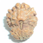 12 Mukhi Rudraksha
