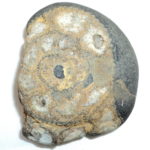 Gauranga Chaitanya Shaligram