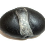 Nityananda Balaram Shaligram