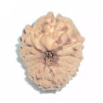 13 Mukhi Rudraksha