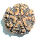 Collector 5 Mukhi Rudraksha