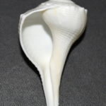 Right Hand Shankh - Small Size