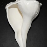 Right Hand Shankh - Med Size