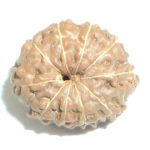 10 Mukhi Rudraksha