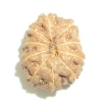 10 Mukhi Rudraksha