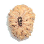 11 Mukhi Rudraksha