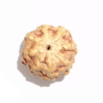 8 Mukhi Rudraksha