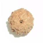 8 Mukhi Rudraksha