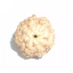 8 Mukhi Rudraksha