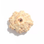 8 Mukhi Rudraksha