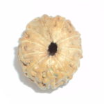 11 Mukhi Rudraksha